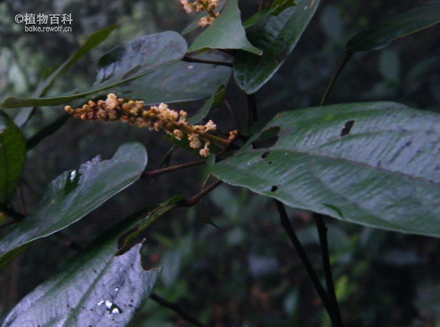 粗糠柴 植物百科 植物药用大学堂