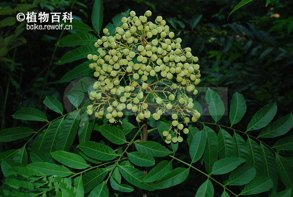 伞花木 植物百科 植物药用大学堂