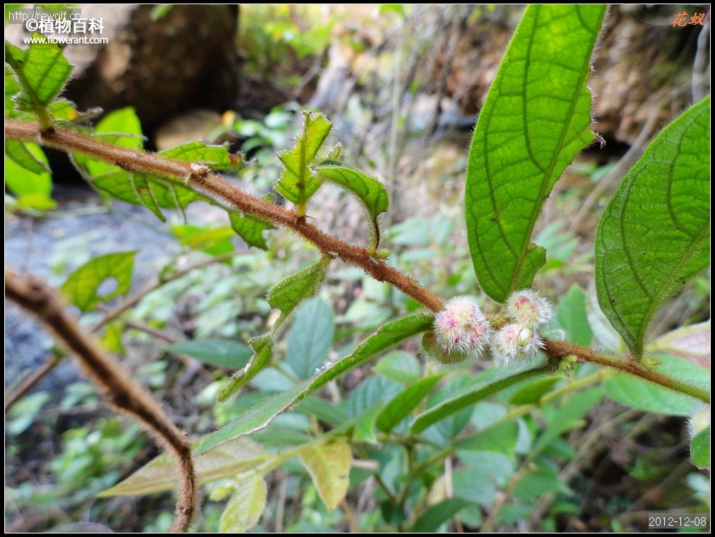 毛果算盘子图片 植物百科 植物药用大学堂